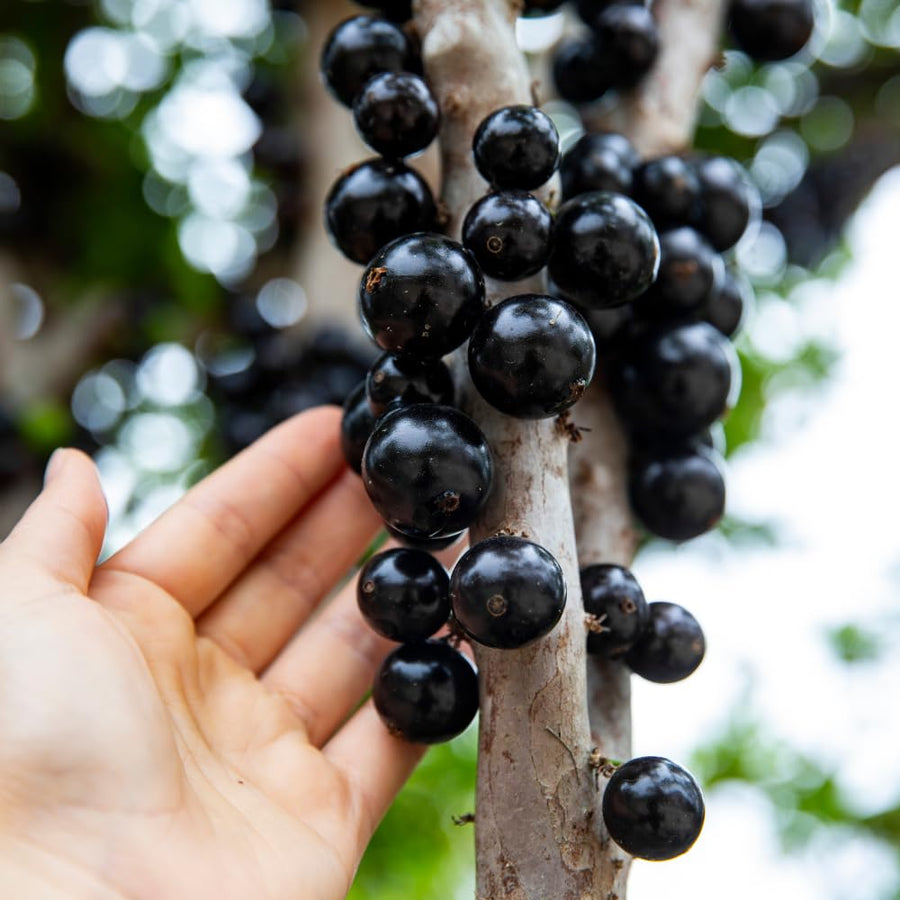 Jaboticaba Plant Live, Jabuticaba Fruit Tree 4 Inch Pot, Edible Brazilian Grape Tree Well Rooted