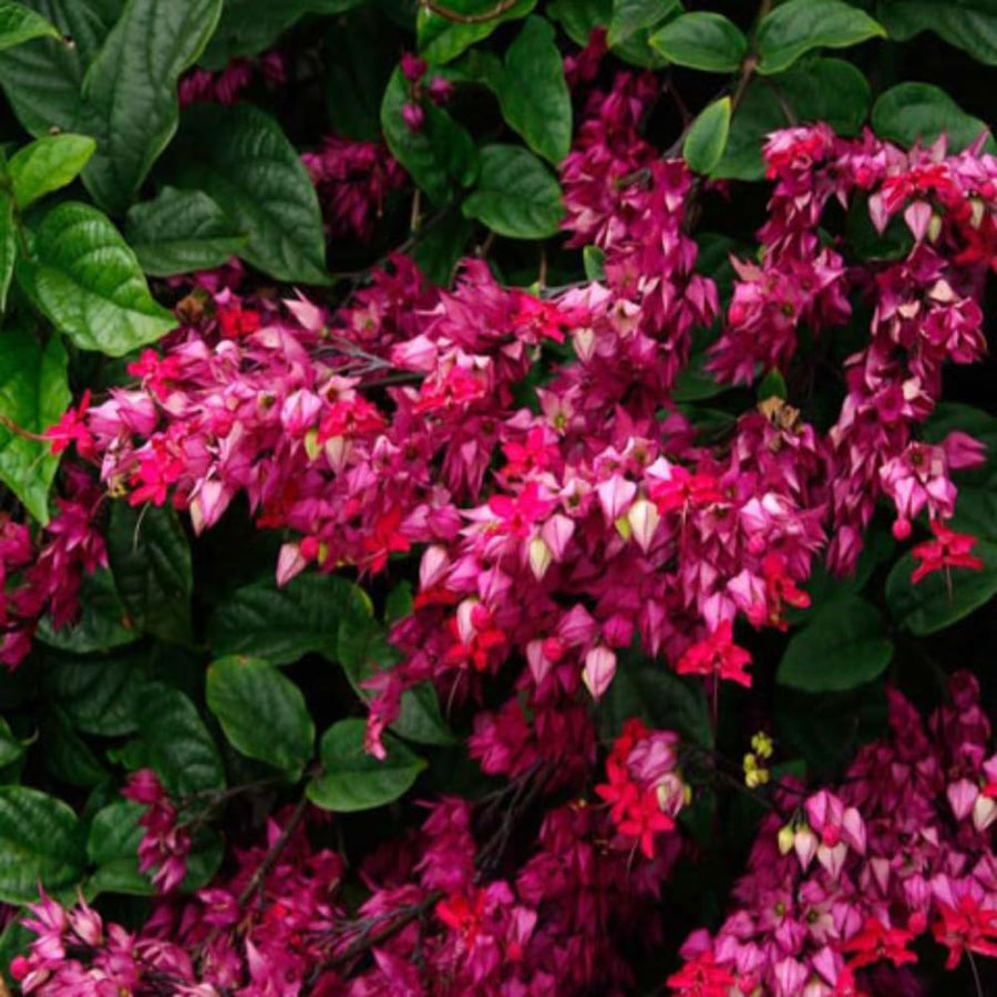 2 Clerodendrum Plants Live 5-9 Inc Tall - Great for Beautifying Indoor and Outdoor Spaces - Trailing Light Bulb Flowering Vine (Red Purple Bleeding Heart)