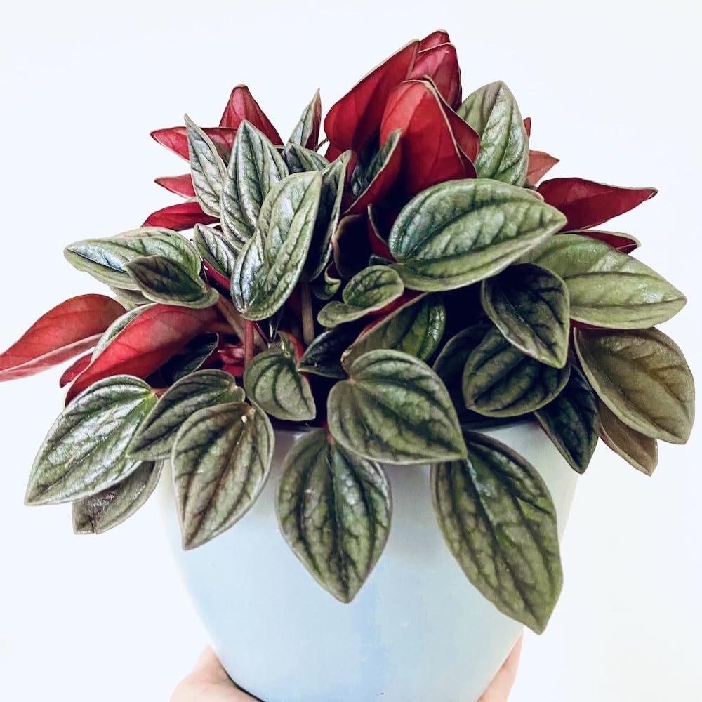 Peperomia Live Plant in 4" Pot, Easy-Care Indoor Trailing Houseplant Succulent Live (Red Green Peperomia)
