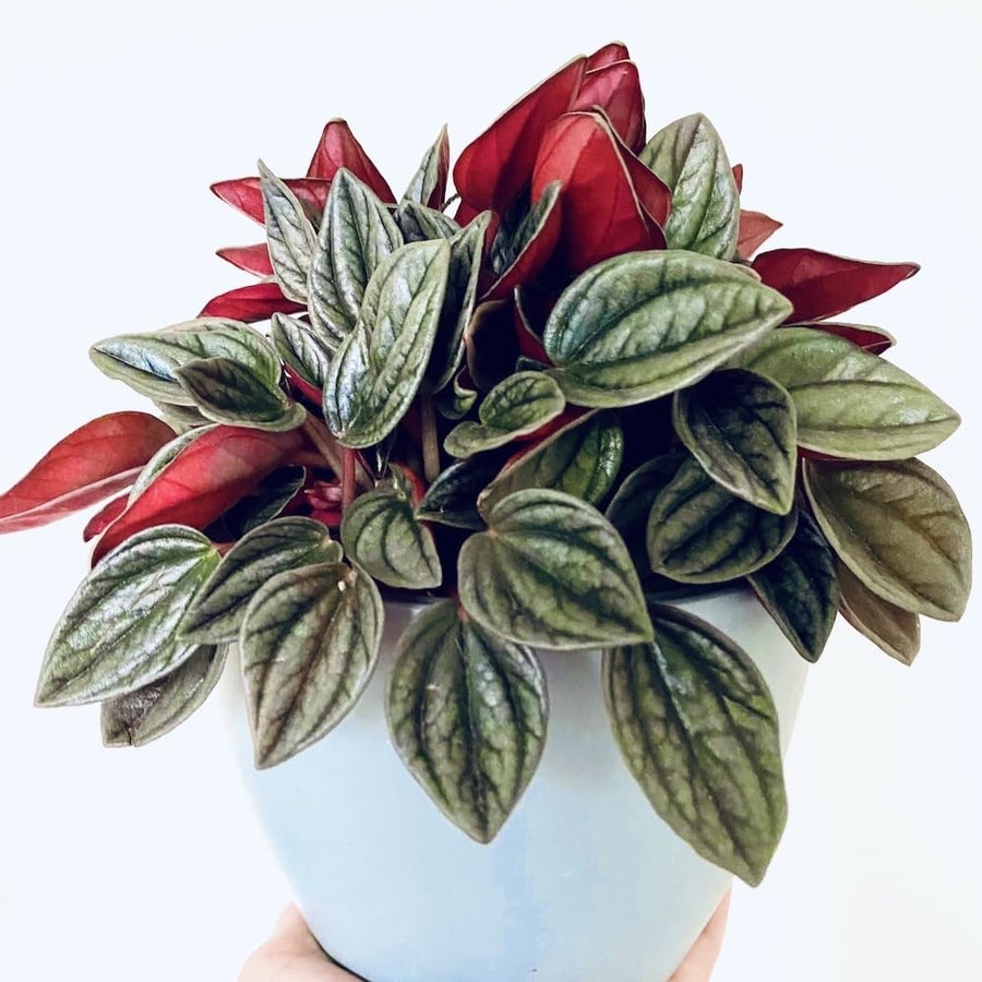 Peperomia Live Plant in 4" Pot, Easy-Care Indoor Trailing Houseplant Succulent Live (Red Green Peperomia)
