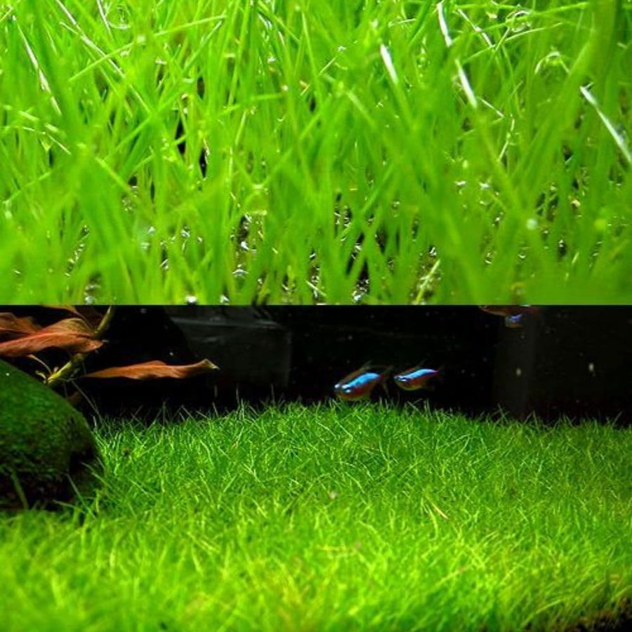 Pack 300 Aquarium Water Grass Seeds - Water Grass Ground Covering Seeds Plants for Landscaping and Aquarium Decoration