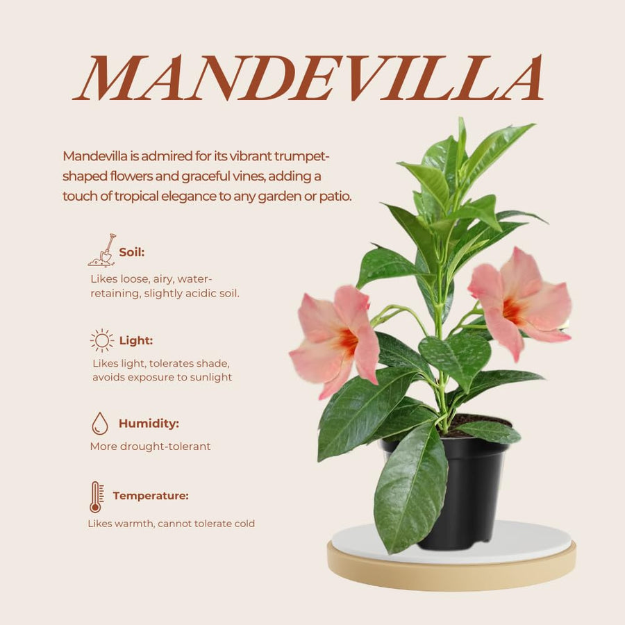 2 Mixed Mandevilla Live Plants, Mandevilla Flowering Vines Trellis, 7-11 Inch Tall Plants for Hanging Baskets, Container and Garden Growing