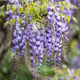 Purple Wisteria Live Plant, Vibrant Purple Flower, 3-5 Inches Tall in 2.5 Inch Pot for Outdoor Planting