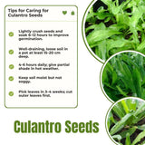 Pack 500 Cilantro Seeds for Planting Outdoor, Cilantro Herb Seeds for Outdoor Gardens, Fast Growing Herb