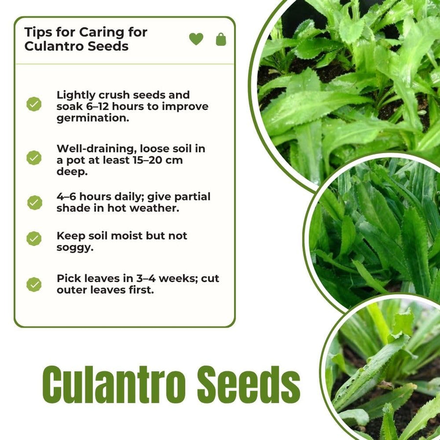 Pack 500 Cilantro Seeds for Planting Outdoor, Cilantro Herb Seeds for Outdoor Gardens, Fast Growing Herb