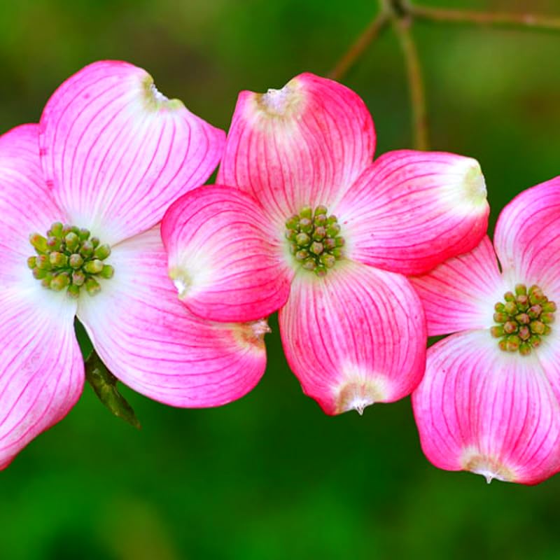 3 Pink Dogwood Trees Live Plants, 1 Year Old Dogwood Trees Bushes for Planting Outside, 6"-12" Tall in 2.5" Pot, Flower Shrubs Dormant in Winter