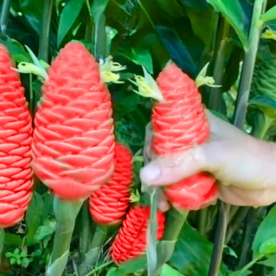 5-9" Awapuhi Shampoo Ginger Plants Live, Zingiber Zerumbet Pinecone Ginger Plants, Red Ginger Lily Flowers Outdoor Growing