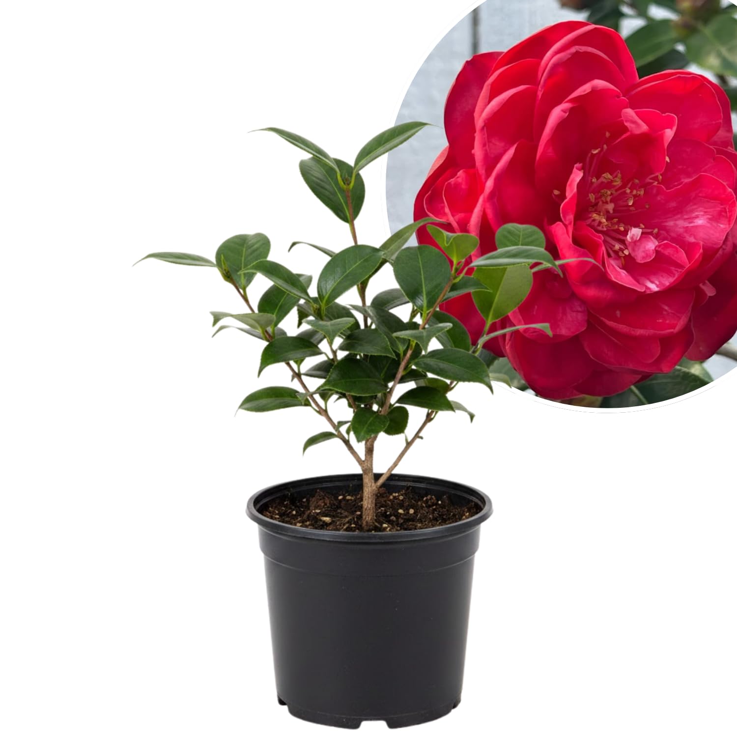 Camellia Plant Live, Camellia Flower Shrub, Well-Rooted in Pot, Cold Hardy Plant for Indoor Outdoor, 8-12'' Tall (Red)