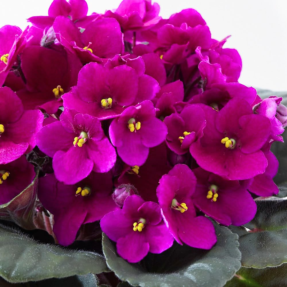 Pink African Violets Live Plant in 4" Pot, Starter African Violet for HouseplantIndoor Outdoor Home Decor