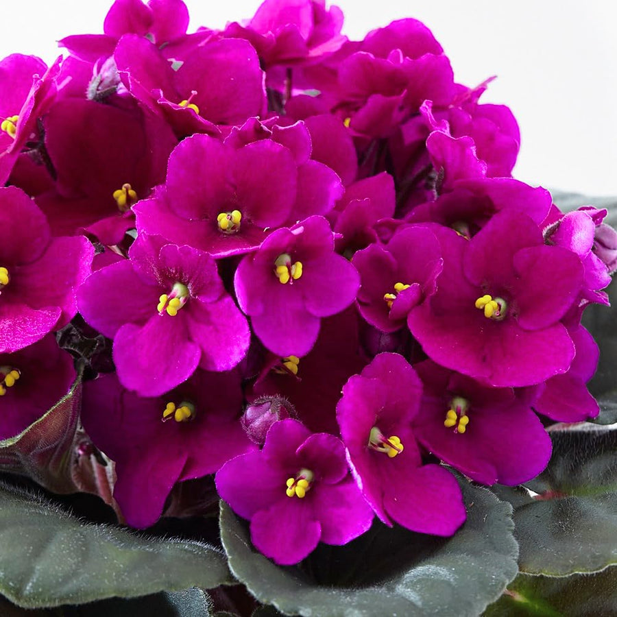 Pink African Violets Live Plant in 4" Pot, Starter African Violet for HouseplantIndoor Outdoor Home Decor
