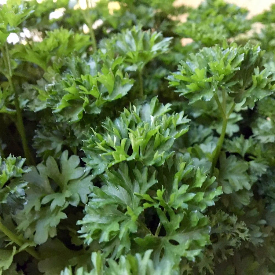 250 Parsley Seeds for Planting, Herb Seeds for Garden, Indoor and Outdoor Growing