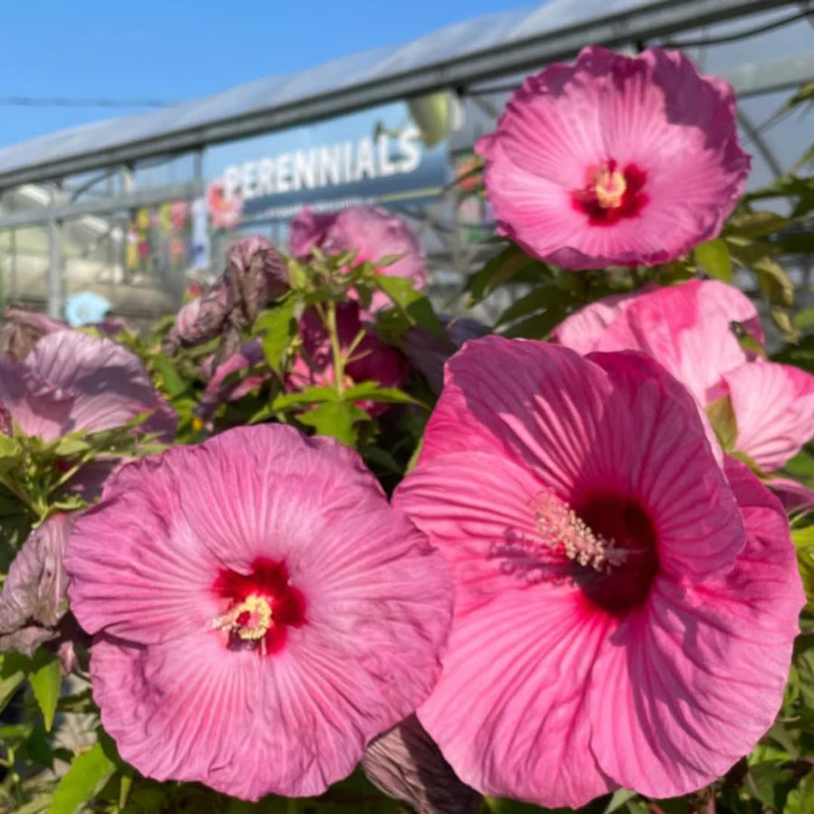 Hibiscus Flower Plant, Hibiscus Plants Live, Giant Rose, Zone 10 to 12, Size 5 to 7 Inch Tall