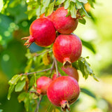 Dwarf Pomegranate Tree Live Plant, 12-16" Tall, Half Gallon Pot, Red Pomegranate Plant Live, Sweet Pomegranate Fruit Tree