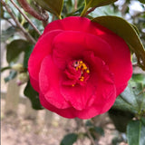 Camellia Plant Live, Camellia Flower Shrub, Well-Rooted in Pot, Cold Hardy Plant for Indoor Outdoor, 8-12'' Tall (Red)