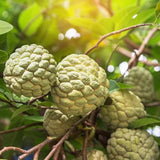 Live Sugar Apple Tree, Annona Squamosa Fruit Plant, 6-12 Inch Tall in 3” Pot, Tropical Custard Apple Plant