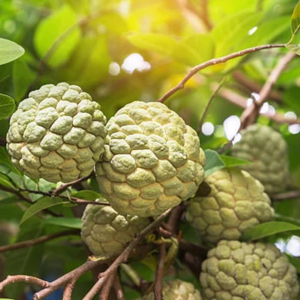 Live Sugar Apple Tree, Annona Squamosa Fruit Plant, 6-12 Inch Tall in 3” Pot, Tropical Custard Apple Plant