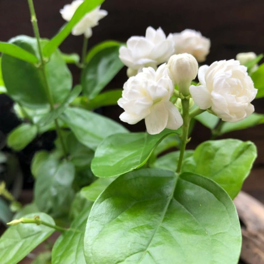 Arabian Jasmine Flower Plant Indoor, Maid of Orleans Jasmine Plant Live from 8 to 10 Inc, 4 Inc Pot