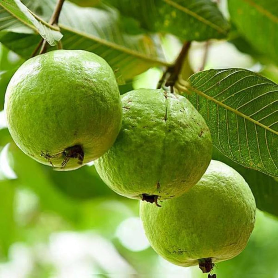 Guava Plant Live, 6-10 Inch Tall, Tropical Guava Tree in 4” Pot for Indoor or Outdoor Growing (White Guava)