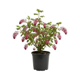 Live Pink Flowering Currant Plant 4-7nInch Tall, Flowering Currant Shrub with Spring Blooms, Ornamental Flowering Bush in Pot