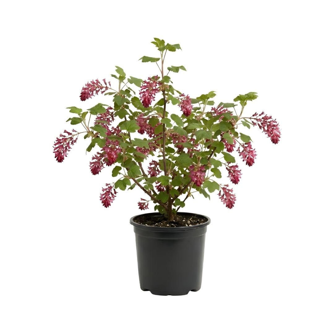 Live Pink Flowering Currant Plant 4-7nInch Tall, Flowering Currant Shrub with Spring Blooms, Ornamental Flowering Bush in Pot