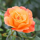 Fragrant Rose Bushes Plant Live, Orange Rose Climbing Flower Trees, Bright Orange Live Roses Bushes Bare Root Ready to Plant, 5-10 Inc Tall
