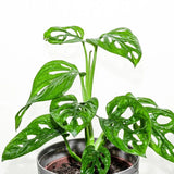 Monstera Plant Live, Swiss Cheese Live Indoor Houseplant, Tropical Split-Leaf Plant for Home Office, 5-8" Tall, No Pot