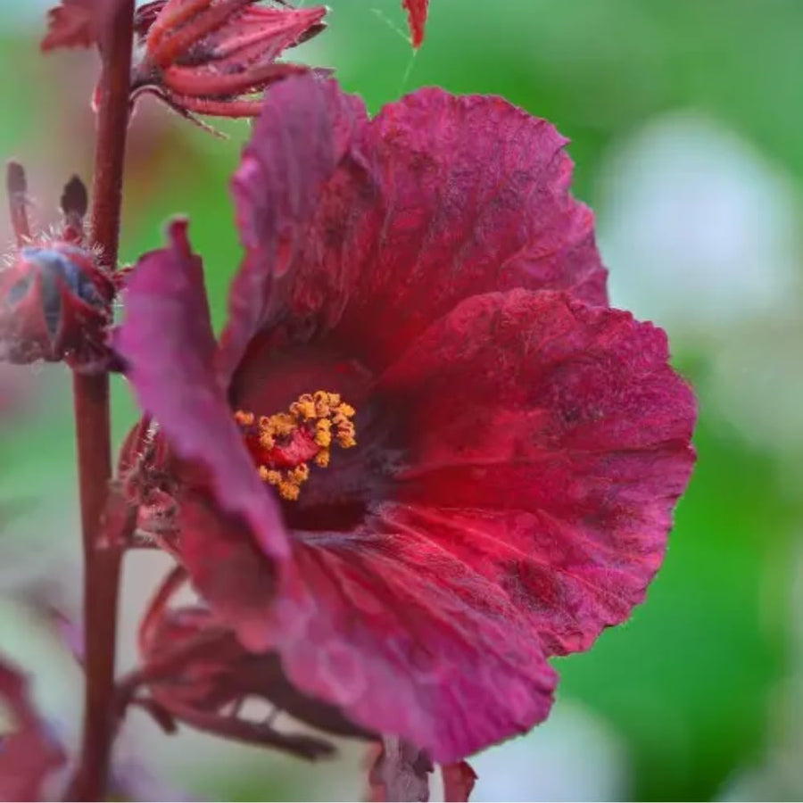 2 Hardy Hibiscus Plants Live, Hibiscus Flowers Plants Tree, 3 to 5Inc Long (Red Cranberry)