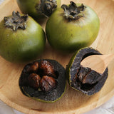Black Sapote Tree, Chocolate Fruit Plant in 3 Gallon Pot, 2 Ft Tall Grafted, Cold Hardy Sweet Black Fruit Plant