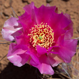 25 Purple Prickly Pear Cactus Seeds, Prickly Pear Cactus Seeds, Hardy Succulent Plants for Outdoor Indoor Planting, Fast-Growing