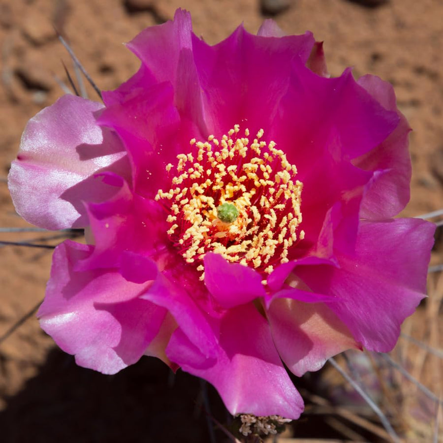 25 Purple Prickly Pear Cactus Seeds, Prickly Pear Cactus Seeds, Hardy Succulent Plants for Outdoor Indoor Planting, Fast-Growing