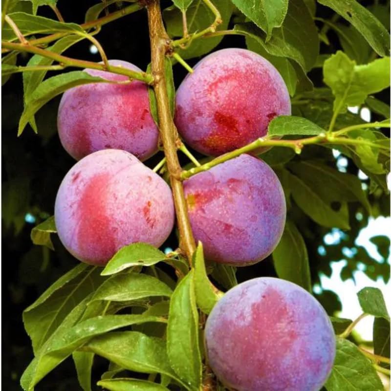 2 Chickasaw Plum Trees Live Plants Bare Roots for Planting, 1 Year Old for Gardening 12-18" Dormant, No Pot
