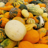 50 Mix Gourd Seeds for Planting, Large and Small, Vegetable Plants Seeds Gardening Outdoor