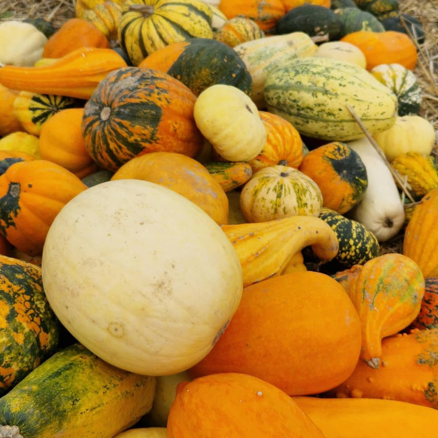 50 Mix Gourd Seeds for Planting, Large and Small, Vegetable Plants Seeds Gardening Outdoor