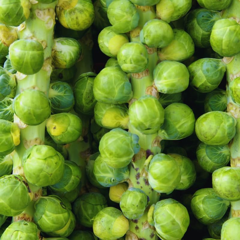 2 Brussel Sprouts Plants Live, Vegetable Live Plant, 4 Inc Pot, Brussel Sprouts Live Plant for Gardening