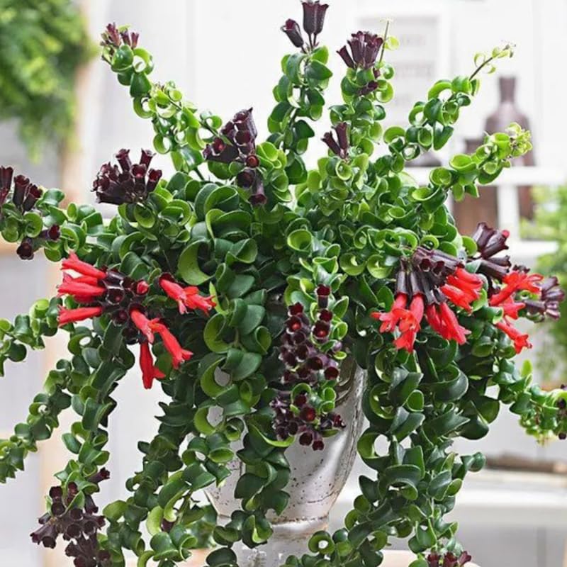 2 Curly Lipstick Vine Plant, Red Lipstick Plants Live, 4 Inches Pot for Growing