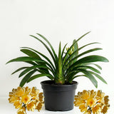 Yellow Clivia Plant Live, Clivia Flowering Houseplant in 6 Inch Pot, Perennial Flowering Plant for Containers, Patios, and Indoors