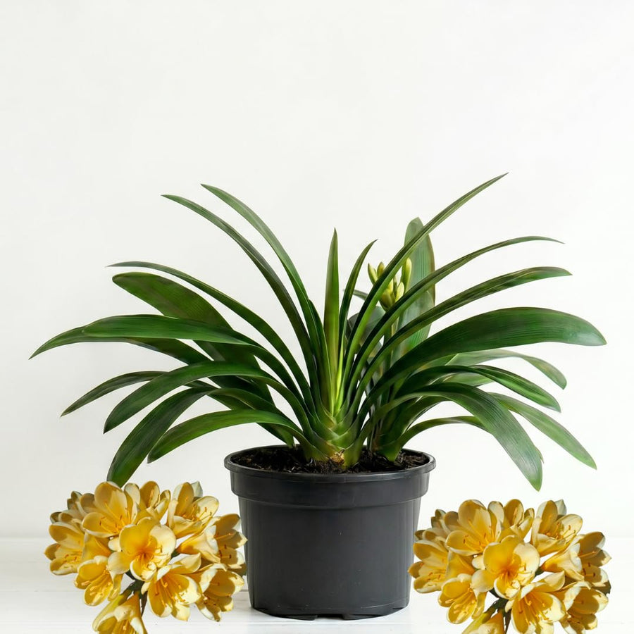Yellow Clivia Plant Live, Clivia Flowering Houseplant in 6 Inch Pot, Perennial Flowering Plant for Containers, Patios, and Indoors
