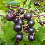 Muscadine Grape Vine Plant Live, Grape Plant Live Grape Tree, in 4" Pot Grape Fruit Tree for Planting
