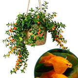 Goldfish Plant Live for Planting, Trailing Goldfish House Plant for Indoor Outdoor, Easy-Care Goldfish Live Plant, 4–7 Inches Tall, Vibrant Blooming Plant