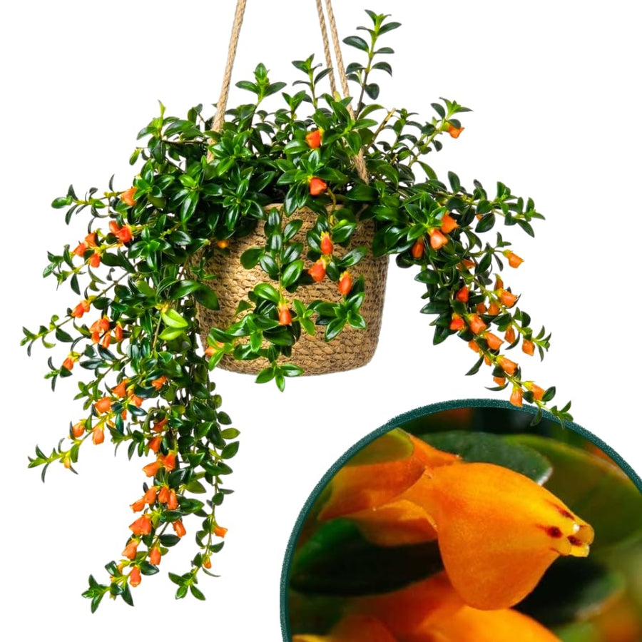 Goldfish Plant Live for Planting, Trailing Goldfish House Plant for Indoor Outdoor, Easy-Care Goldfish Live Plant, 4–7 Inches Tall, Vibrant Blooming Plant