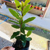 Bay Leaf Tree Live Plant in 4" Pot, Sweet Bay Laurel, Well-Rooted, 6-10" Tall, Laurus Nobilis Plant for Outdoor Indoor Planting Herb