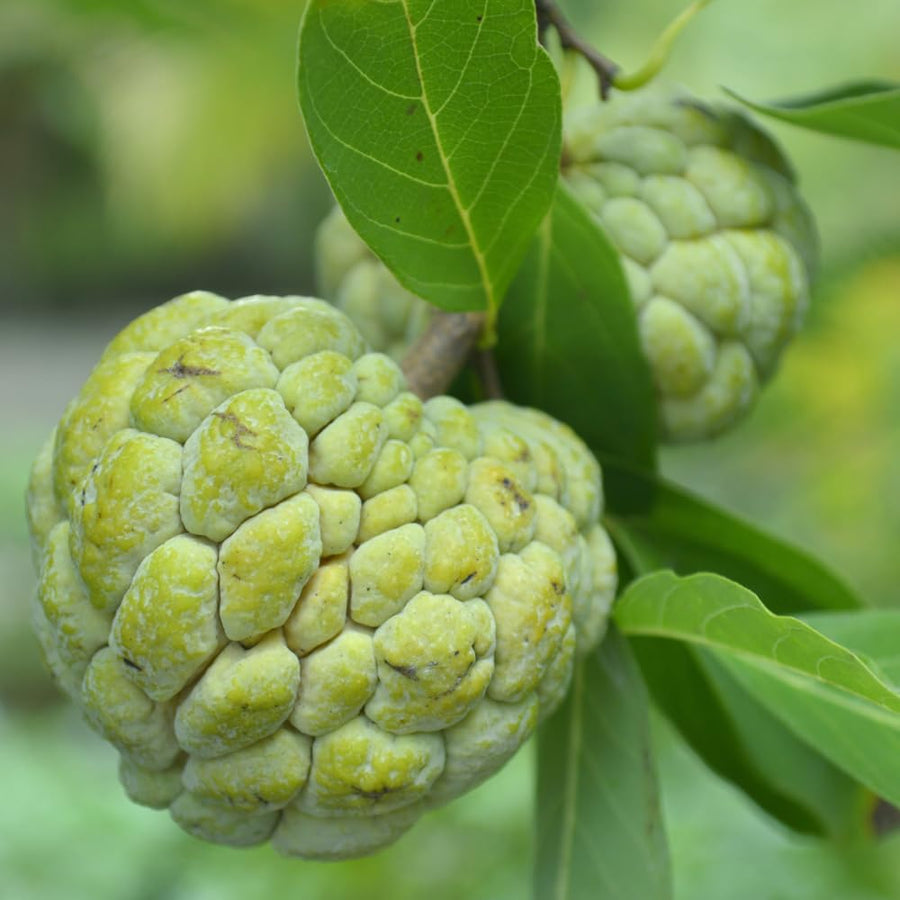 Sugar Apple Tree Live Plant 2-3 Feet Tall, in 1 Gallon Pot, Annona Squamosa Sugar Apple Fruit Tree