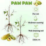Set 2 Pawpaw Bareroots Live Plant 12-18 Inches Tall, Pawpaw Tree, Asimina Triloba Fruit Tree, Cold Hardy for Outdoor Gardening