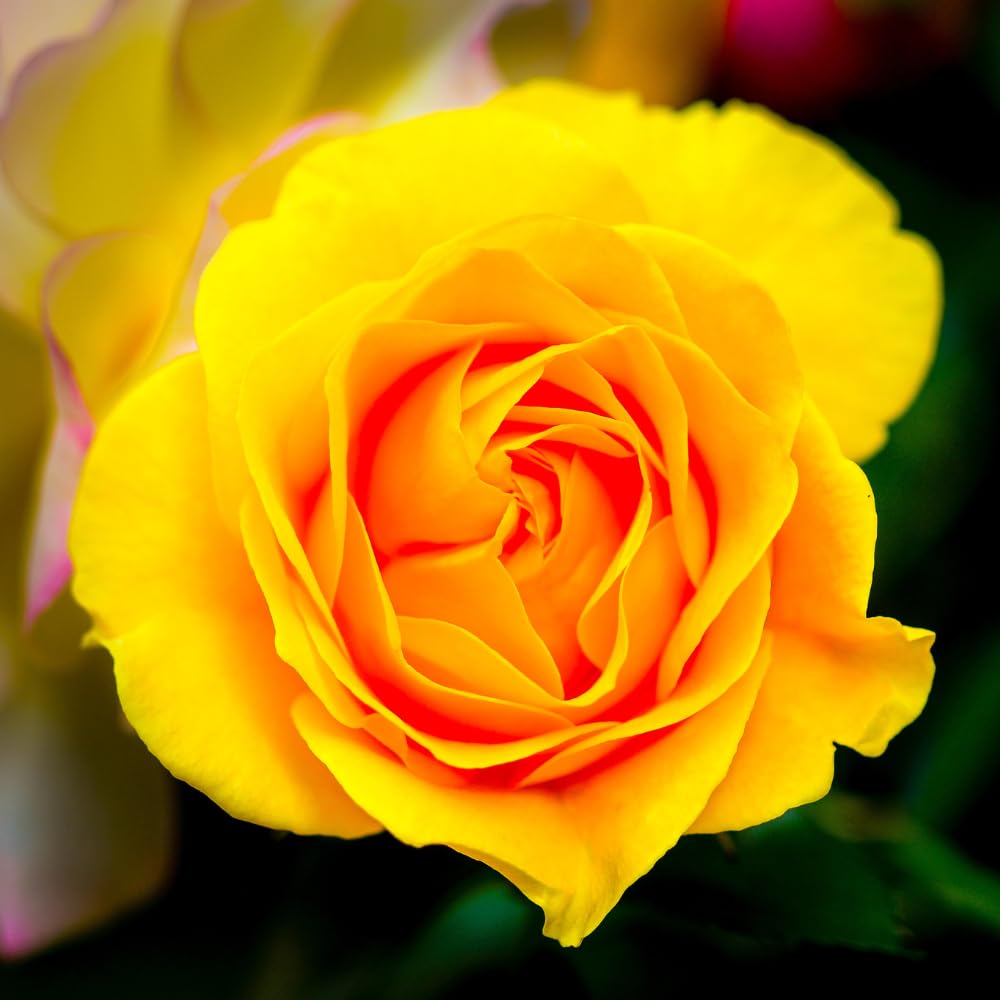 Rose Bush Live Plant - Climbing Rose Plant Live - Bareroot with Soil 7-10 Inch Tall - Fragrant Rose Flowers Heirloom Rose Shrub (Yellow Rose)