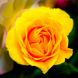 2 Mix Rose Plants Live, Rose Bush Live Plants, Fragrant Rose Flowers, Well Rooted 5-10 Inch Tall