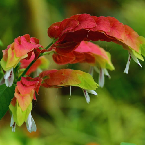 Live Red Shrimp Plants, 2 Plants, Shrimp Plants Live for Garden, 4 to 6 Inches