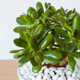 Live Jade Plants Crassula Ovata, Jade Plant, Live Succulent Plant Fully Rooted in 3-5 inch Starter in 2 Inch Pot for Houseplant Growing