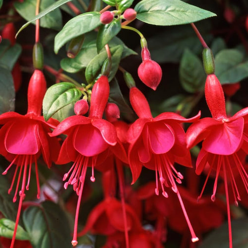 Red Fuchsia Plant Live in 5-Inch Pot, Hanging Basket Flower, Hardy Fuchsia Vine for Shade Gardens, USDA Zones 8-11