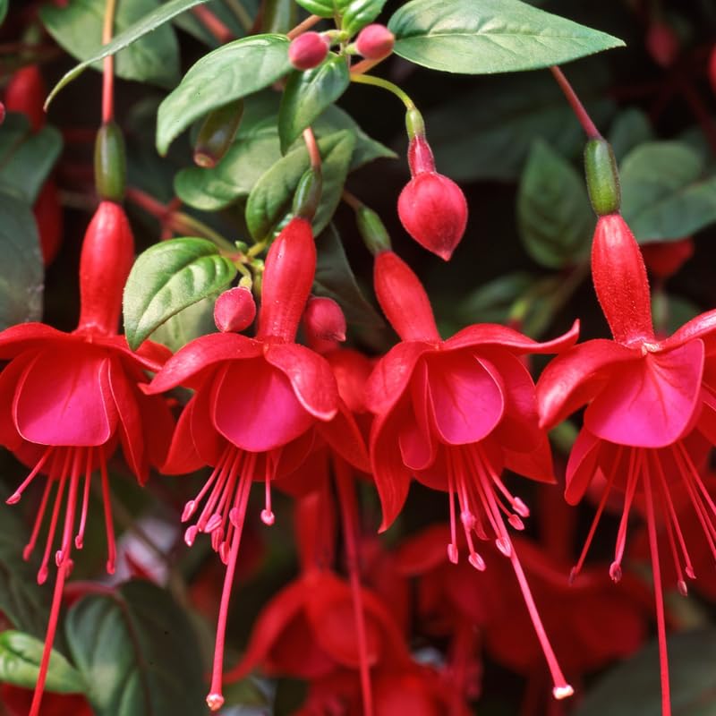 Red Fuchsia Plant Live in 5-Inch Pot, Hanging Basket Flower, Hardy Fuchsia Vine for Shade Gardens, USDA Zones 8-11