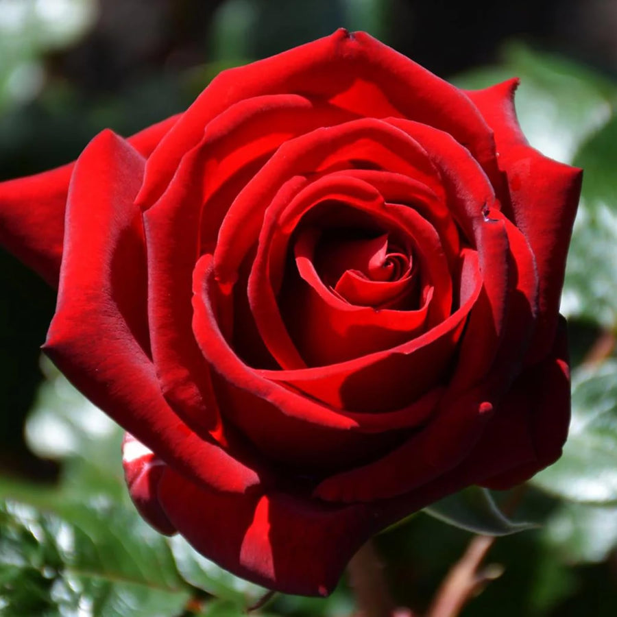 2 Rose Plants Live, Rose Bush Live Plants, Fragrant Rose Flowers, Well Rooted 5-10 Inch Tall, No Pot (Red Rose Plant)